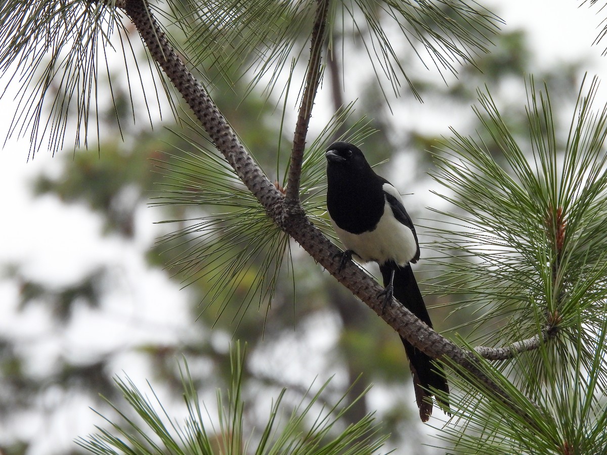 straka americká - ML645531022