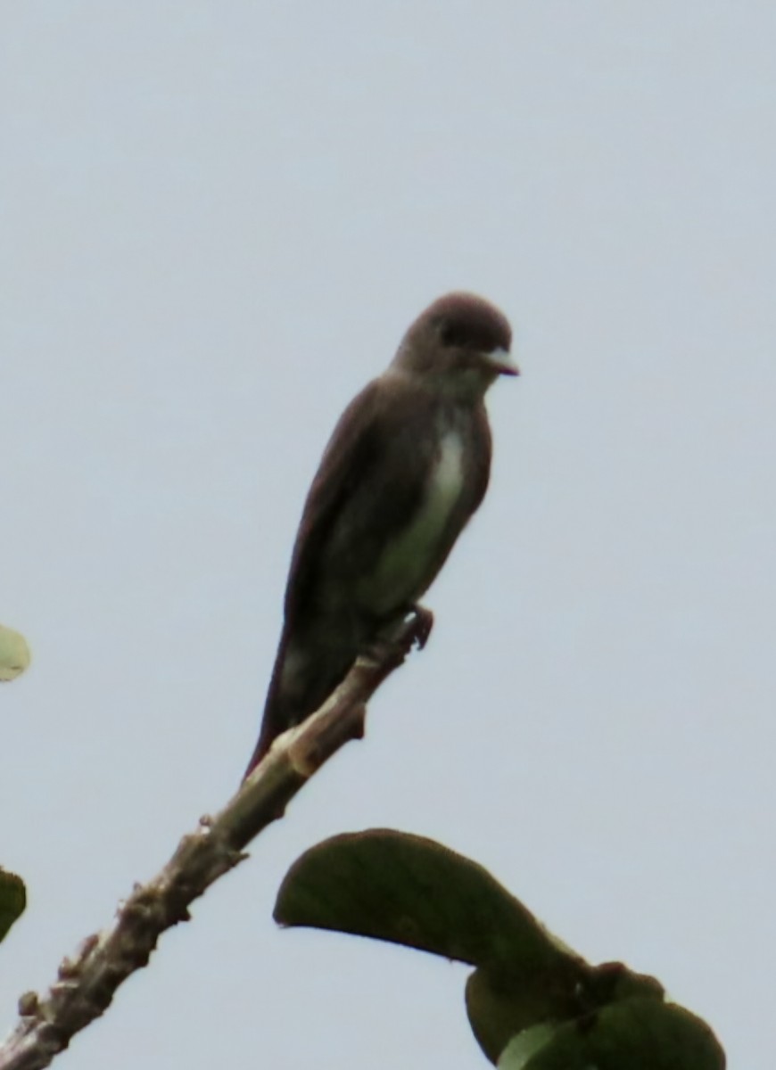 tyranovec severský - ML645531023