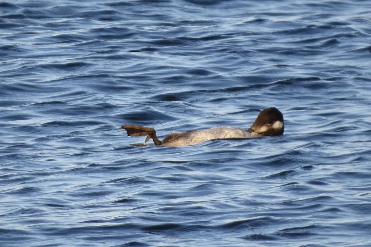 White-winged Scoter - ML645531024