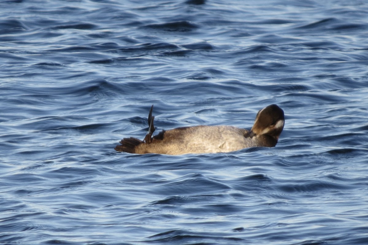 White-winged Scoter - ML645531042