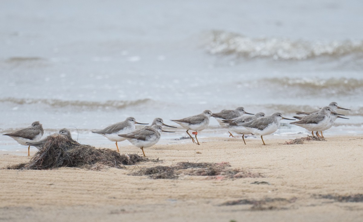 ביצנית אפורה - ML645531044