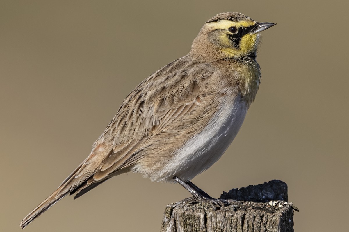 Жайворонок рогатий - ML645531052