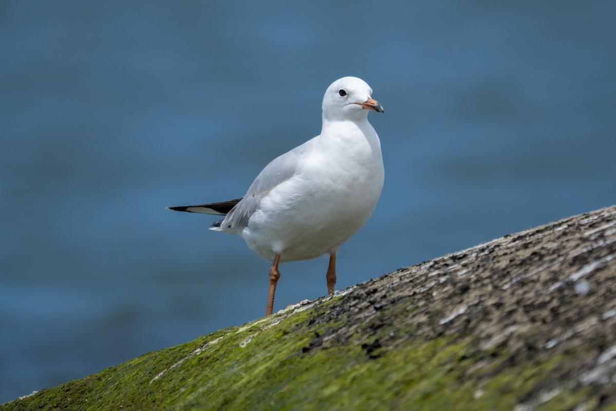 ギンカモメ - ML645531057