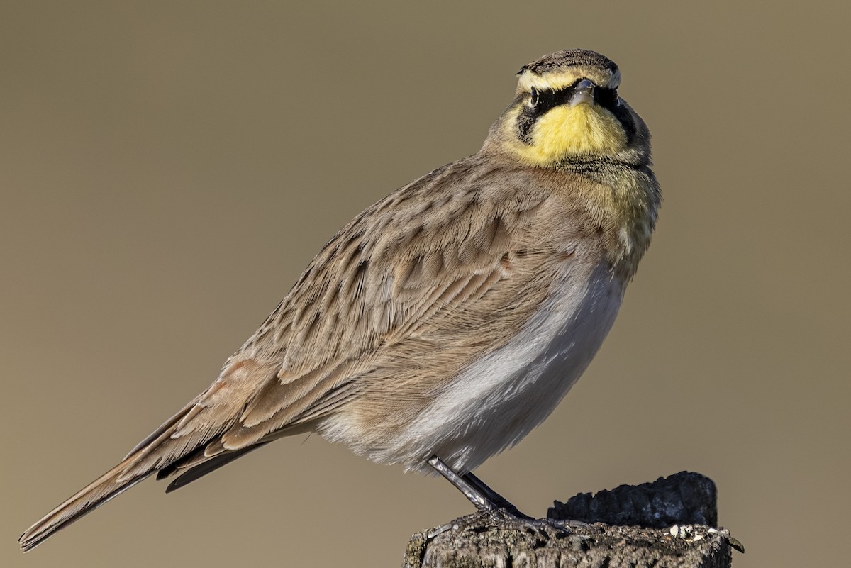 Жайворонок рогатий - ML645531058