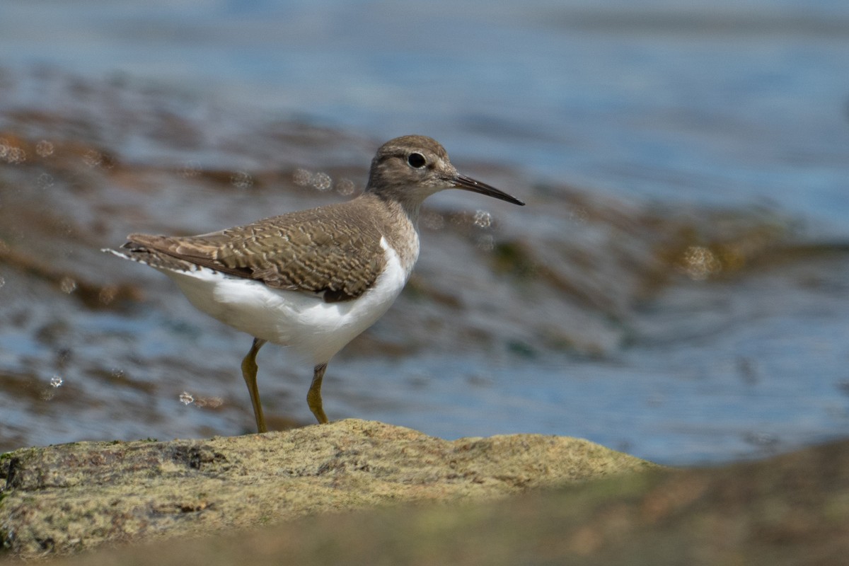 イソシギ - ML645531061