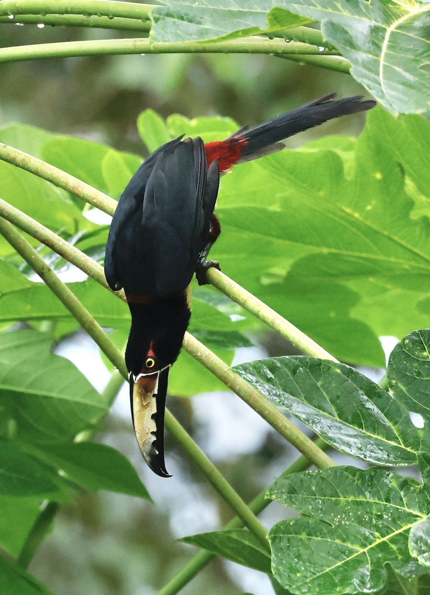 Collared Aracari - ML645531062