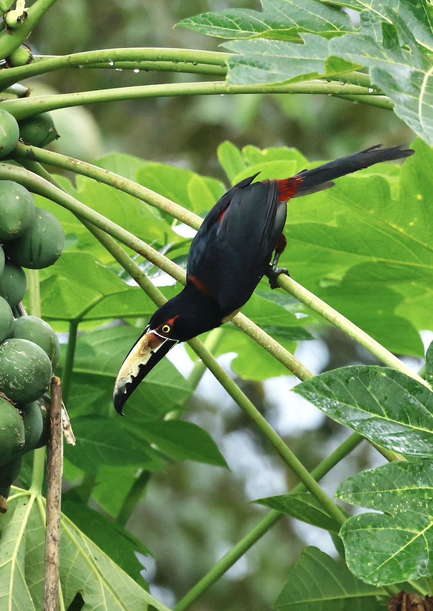 Collared Aracari - ML645531063