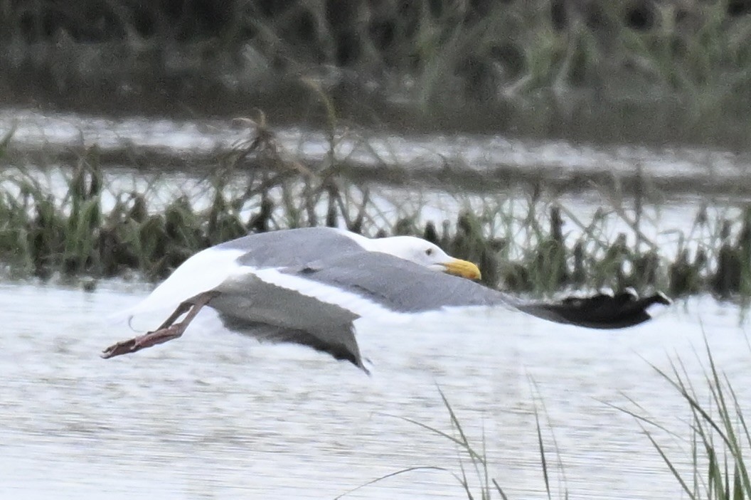 アメリカオオセグロカモメ - ML645531066