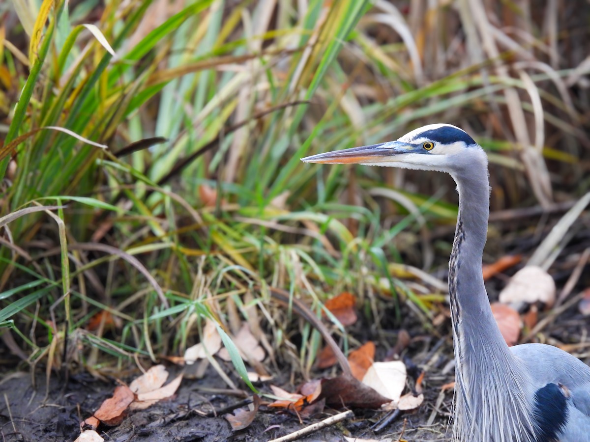 オオアオサギ - ML645531067