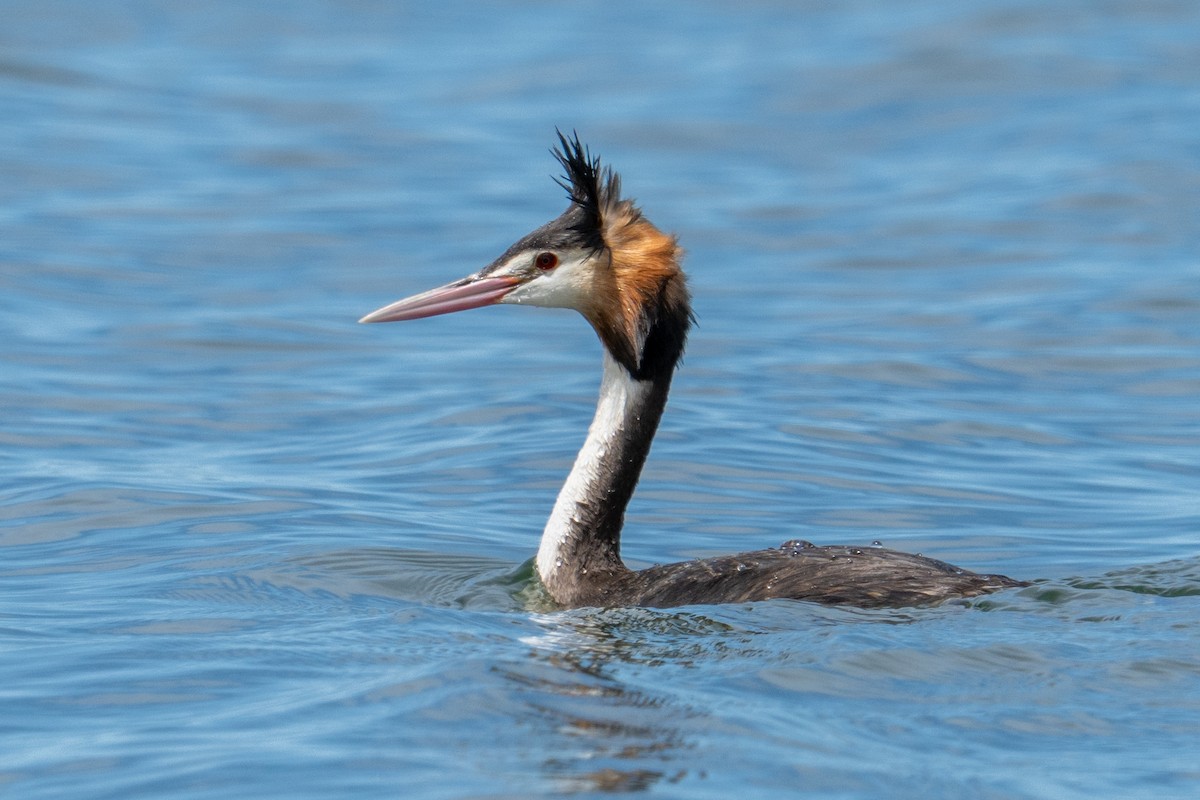 カンムリカイツブリ - ML645531068