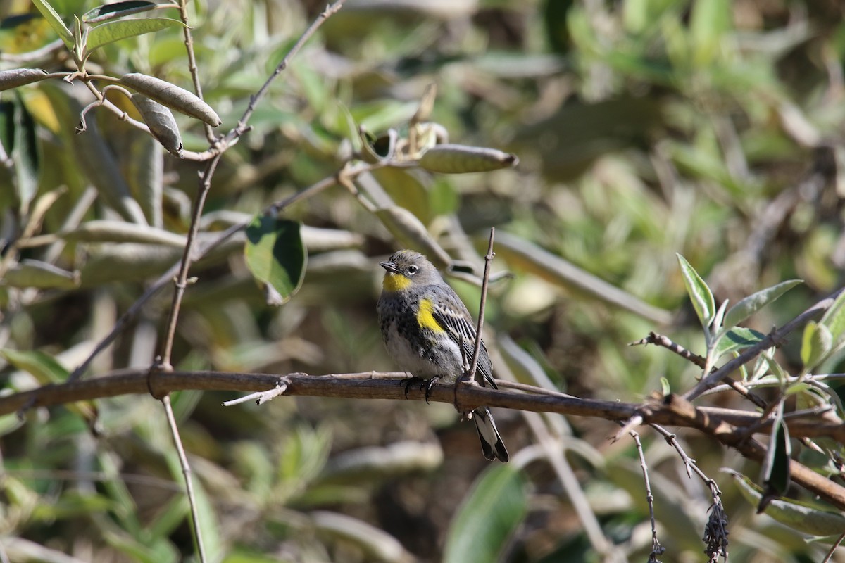 キヅタアメリカムシクイ - ML645531069