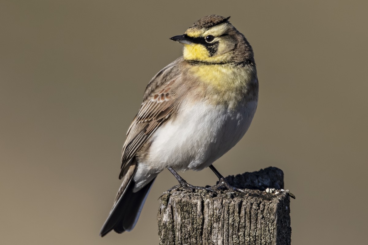 ハマヒバリ - ML645531070