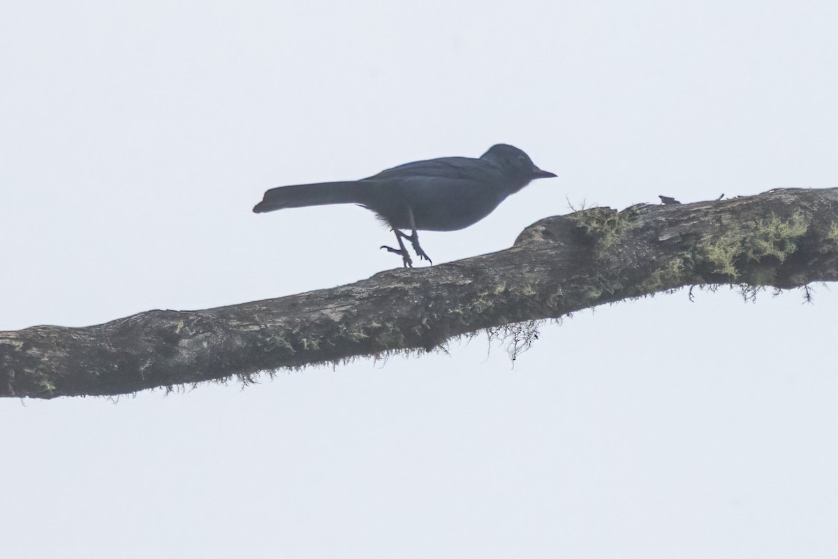 ムジアオカケス - ML645531071