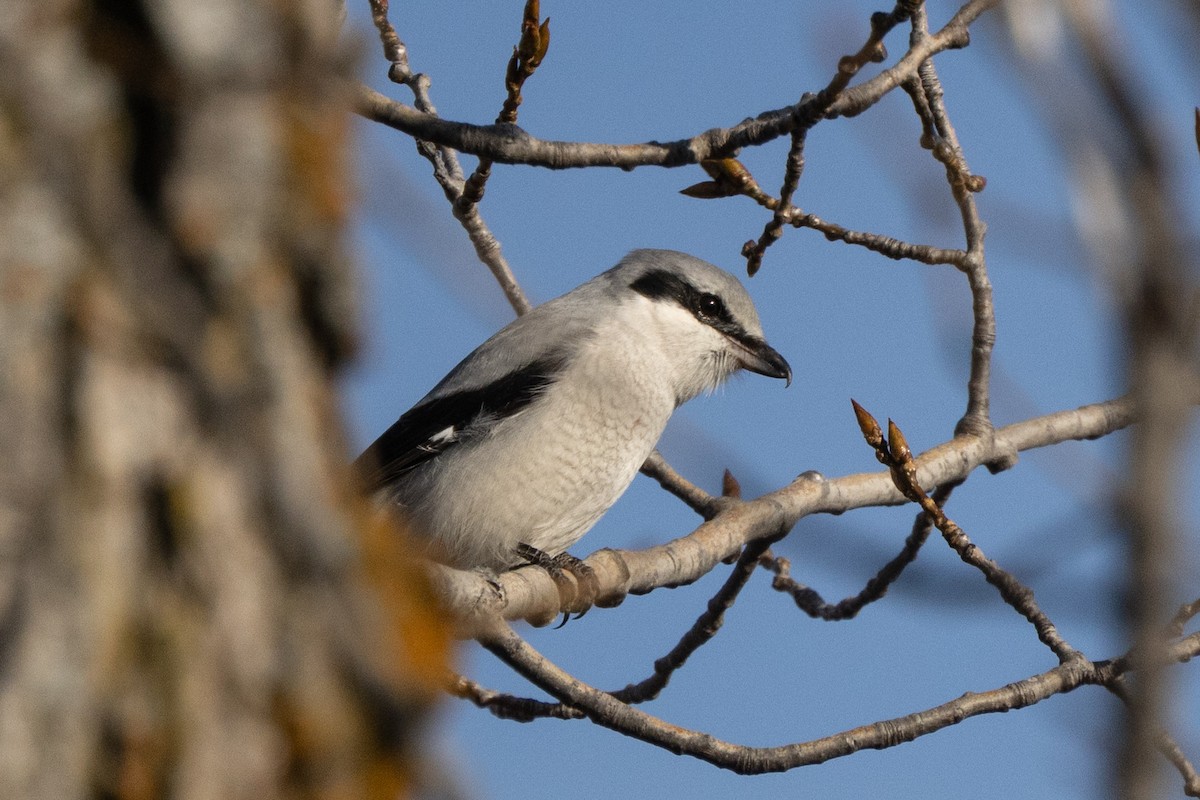 オオモズ - ML645531076