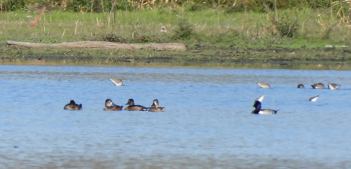 クビワキンクロ - ML645531077