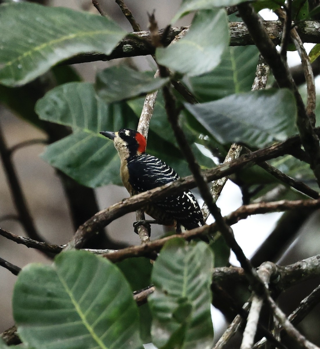 ホオグロミヤビゲラ - ML645531079