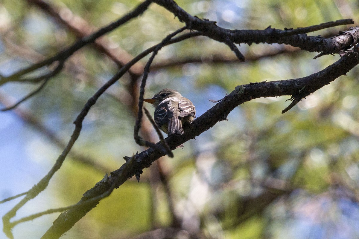 メキシコヒタキモドキ - ML645531081