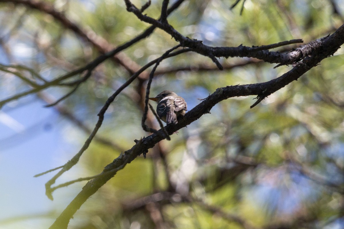 メキシコヒタキモドキ - ML645531082