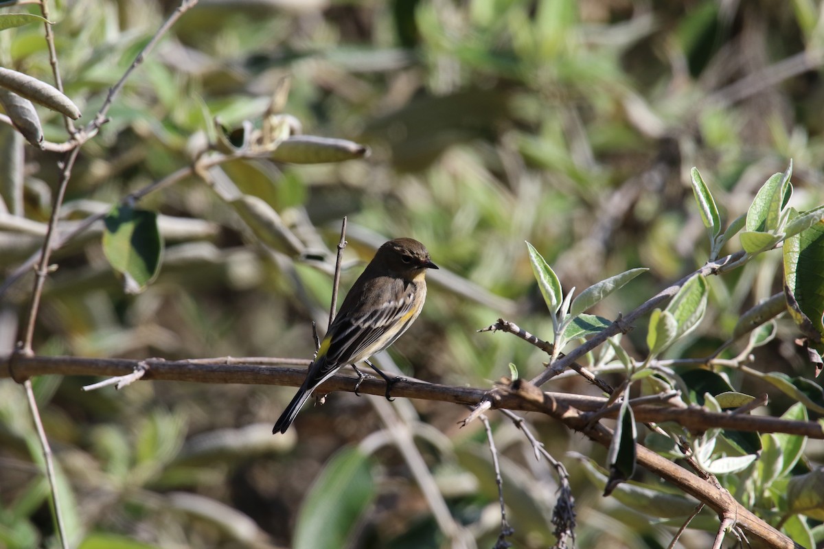 キヅタアメリカムシクイ - ML645531083