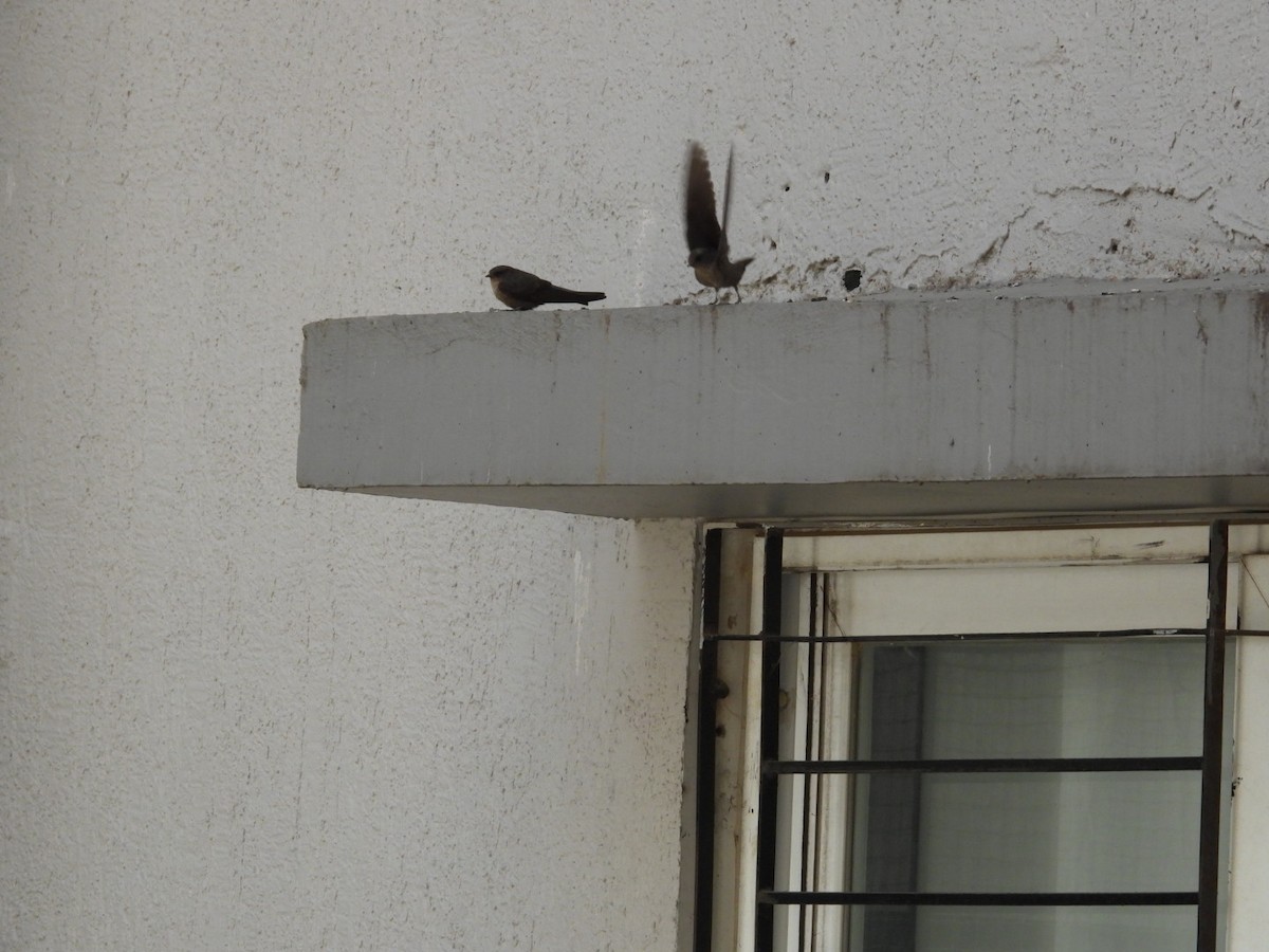 インドチャイロツバメ - ML645531086