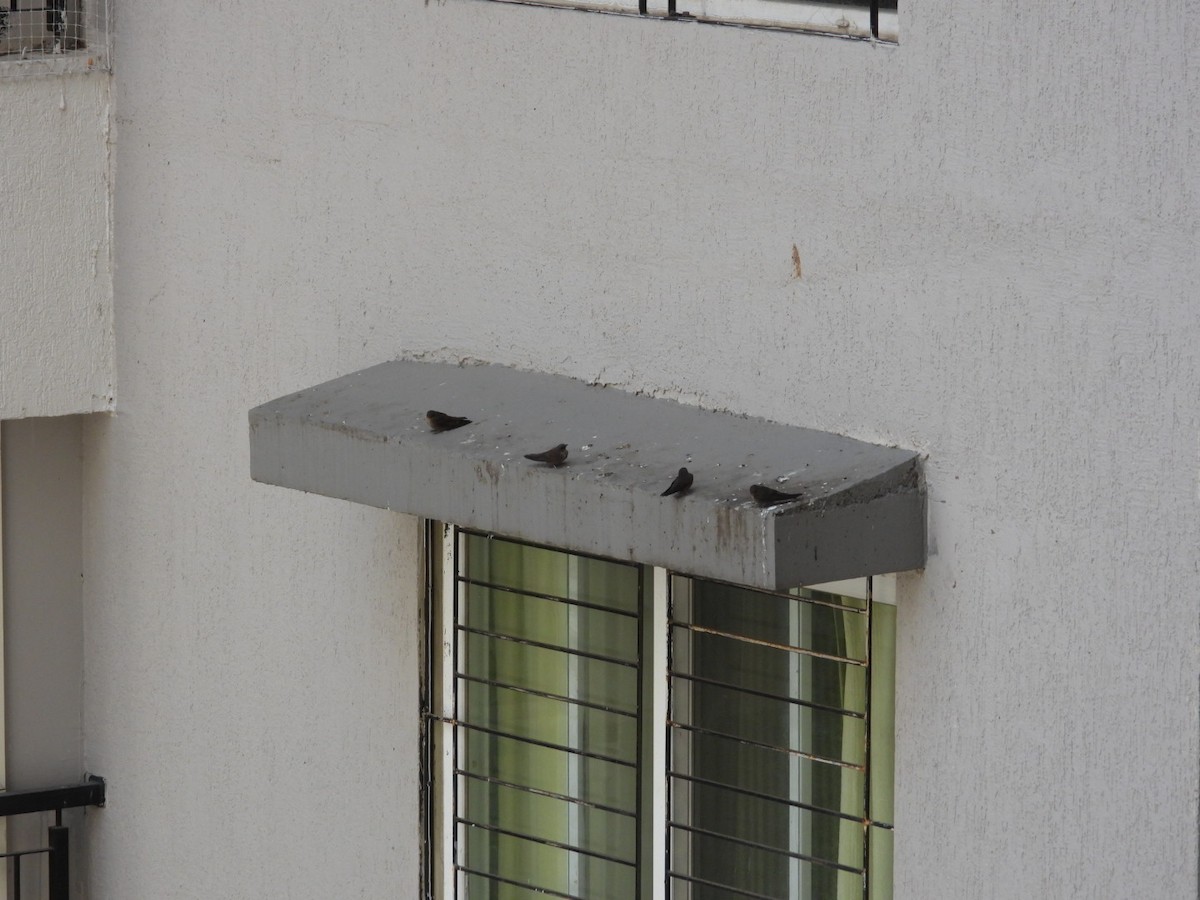 インドチャイロツバメ - ML645531087