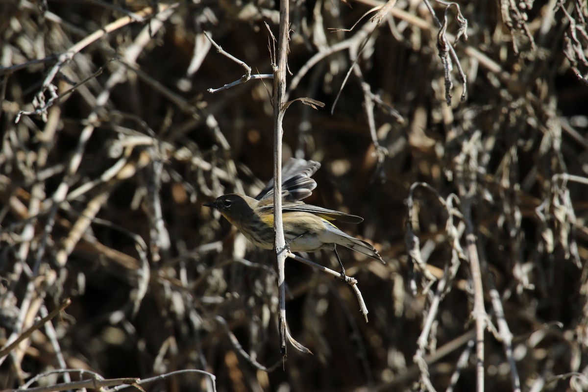 キヅタアメリカムシクイ - ML645531088