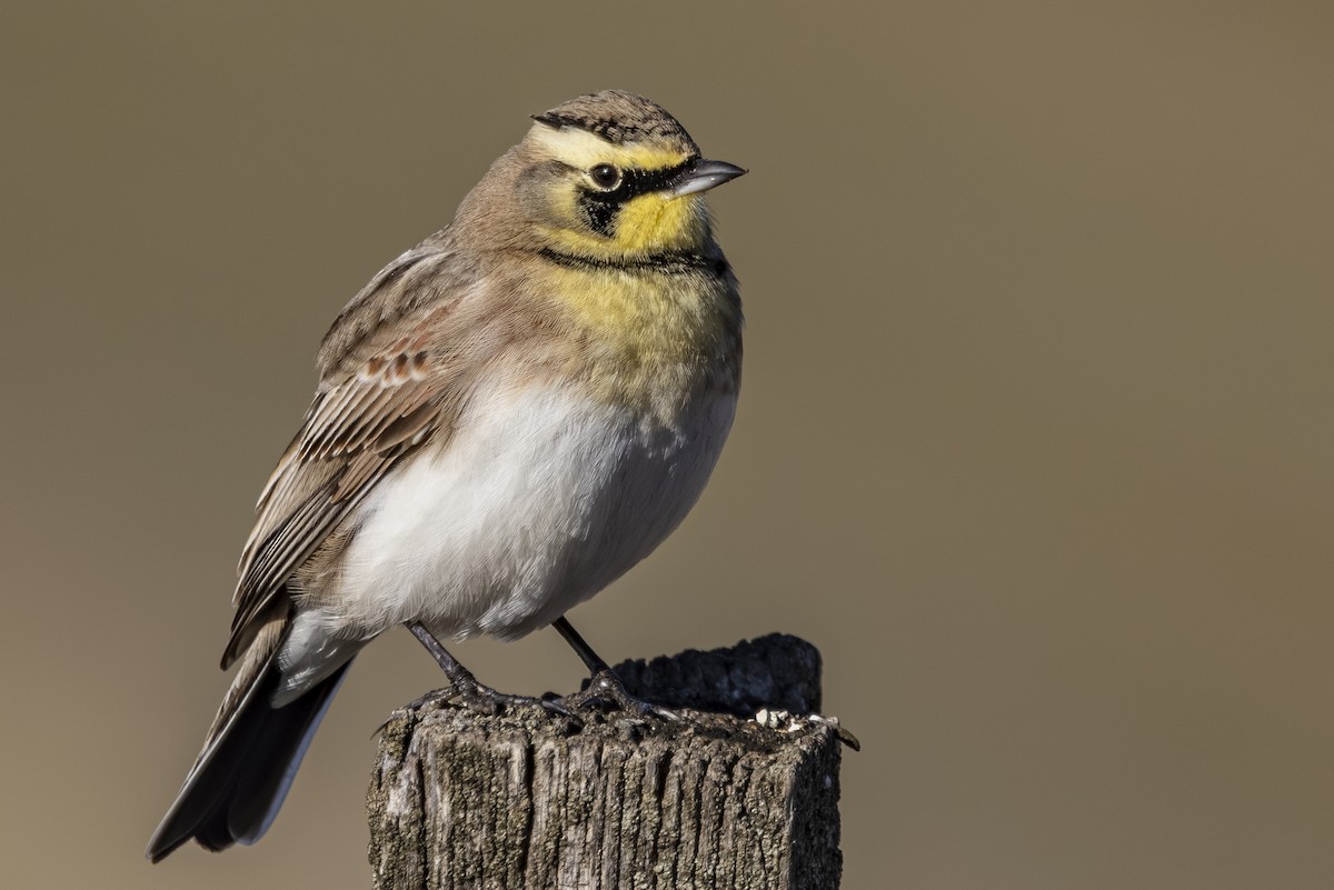 ハマヒバリ - ML645531089