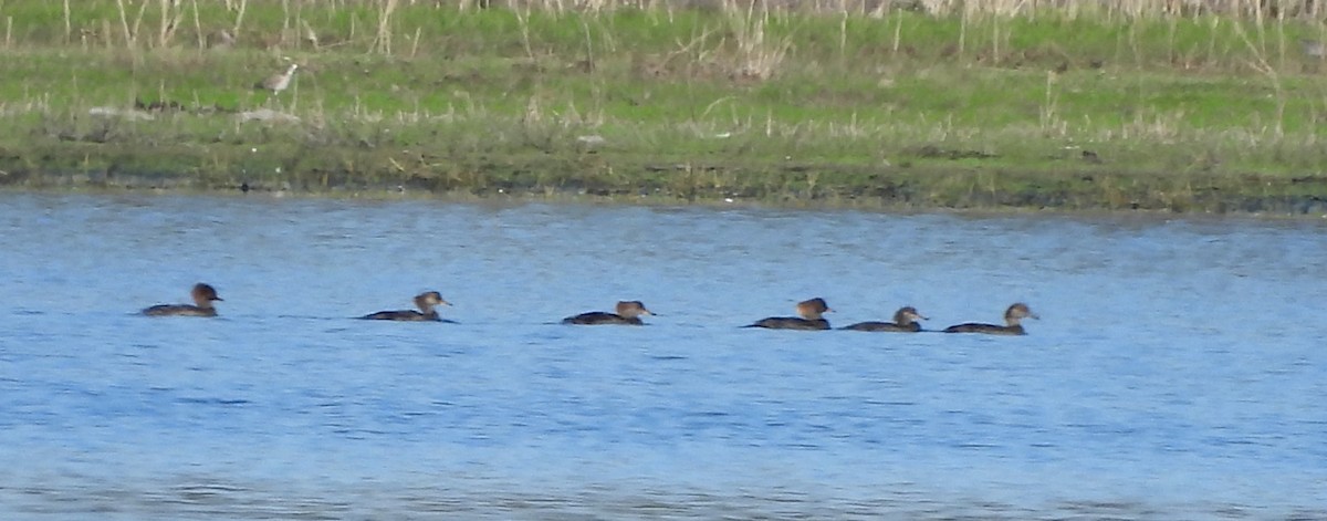 オウギアイサ - ML645531090