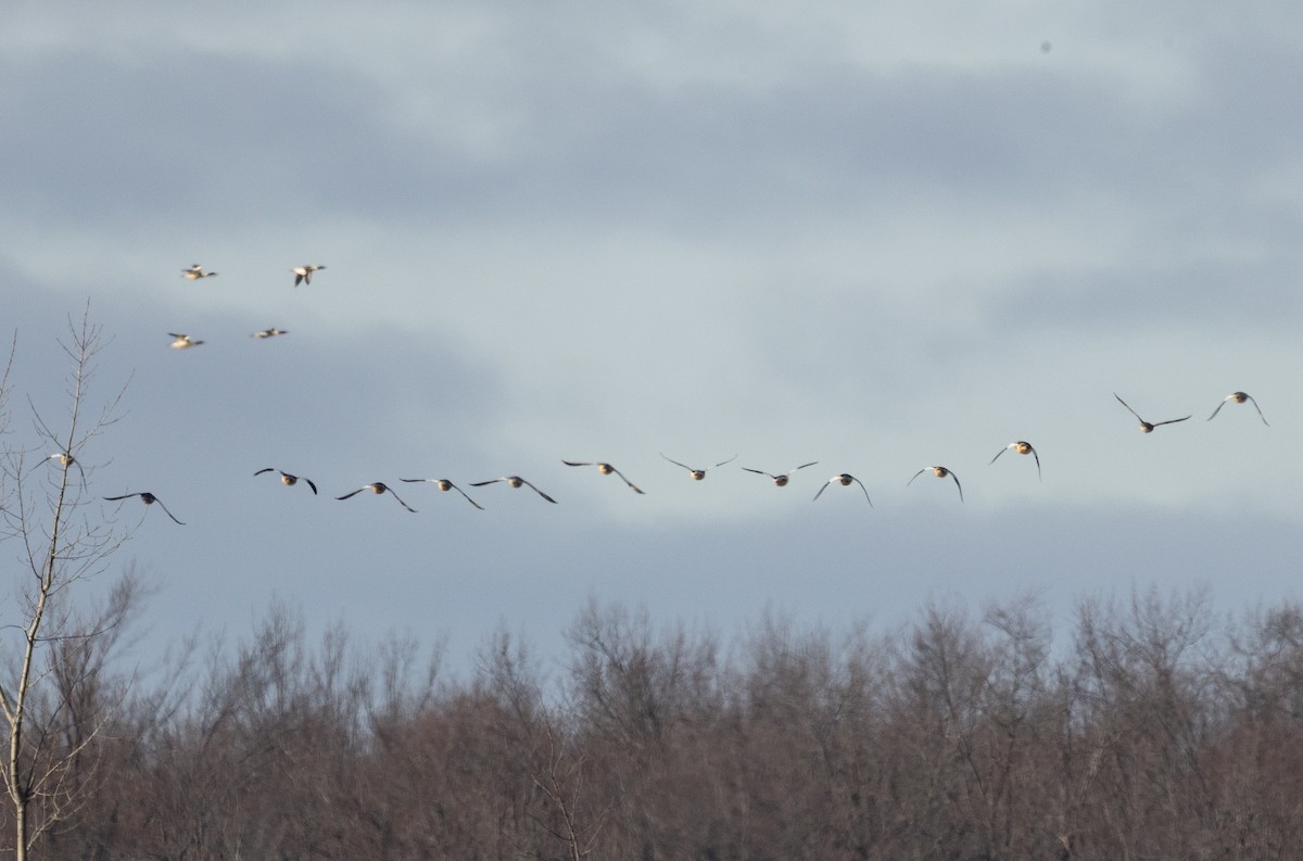 カワアイサ - ML645531091