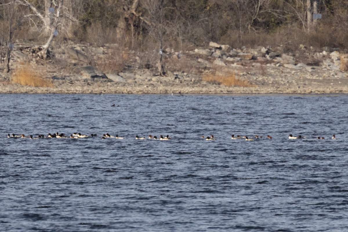 カワアイサ - ML645531092