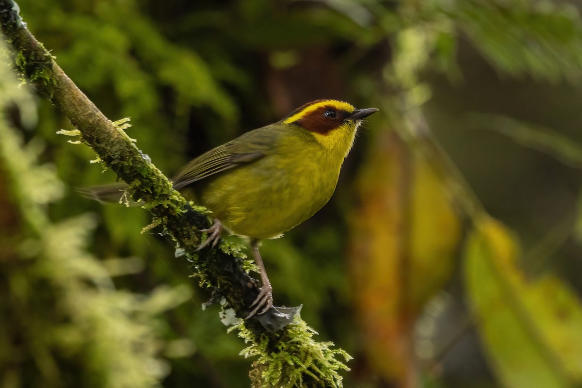 キンマユアメリカムシクイ - ML645531093