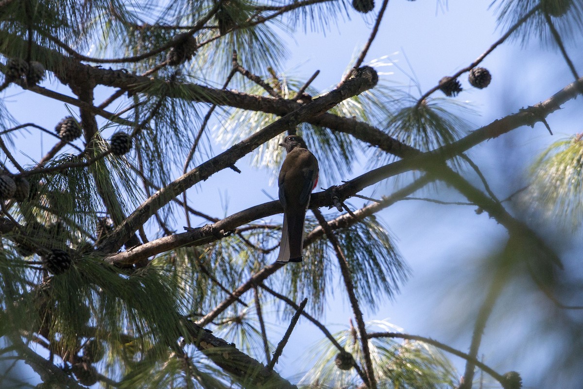 メキシコキヌバネドリ - ML645531095