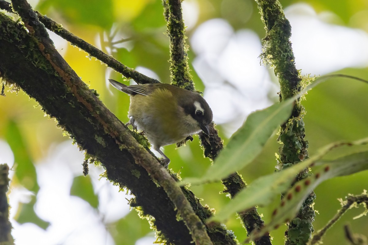 ヤブフウキンチョウ - ML645531096
