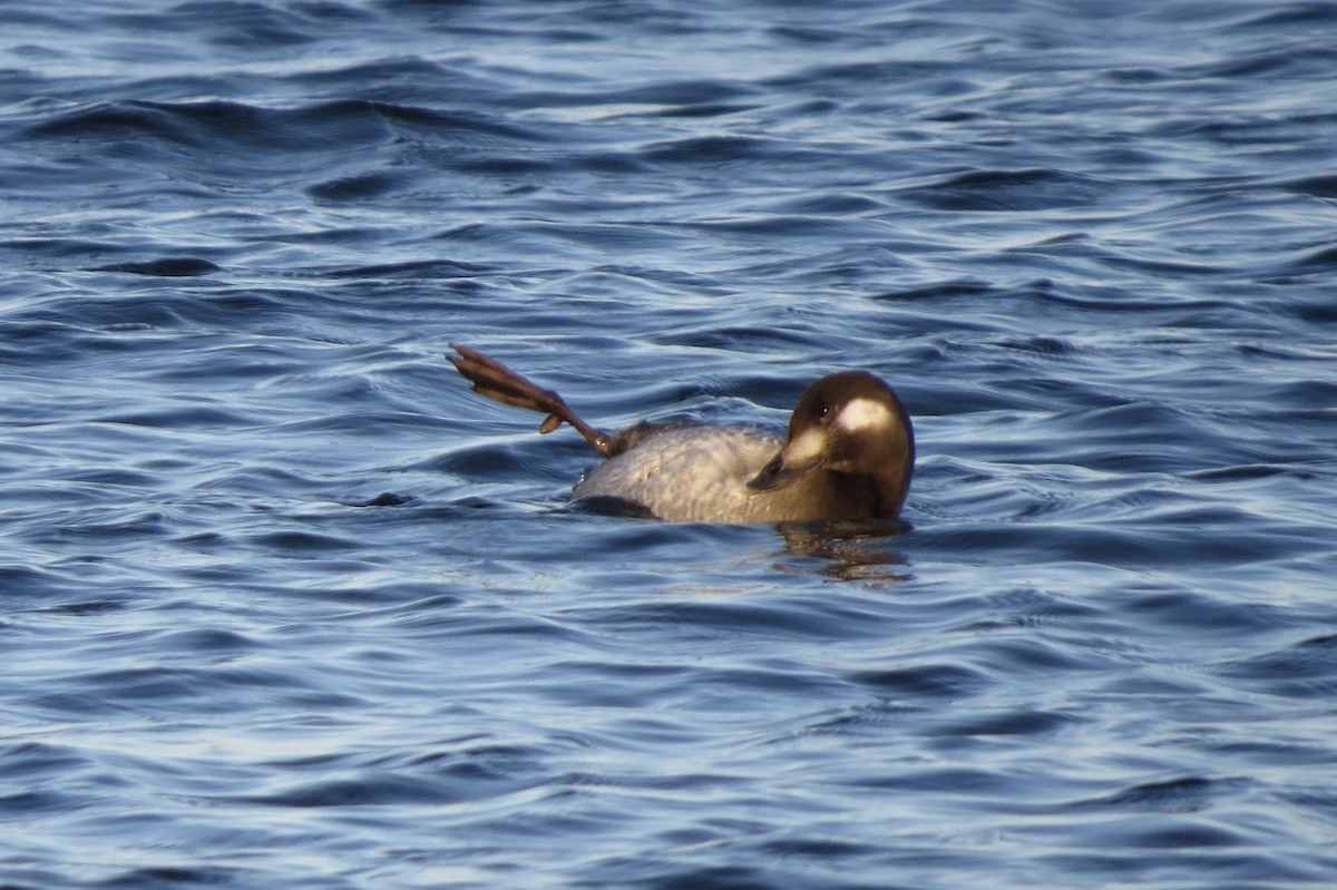 アメリカビロードキンクロ - ML645531097