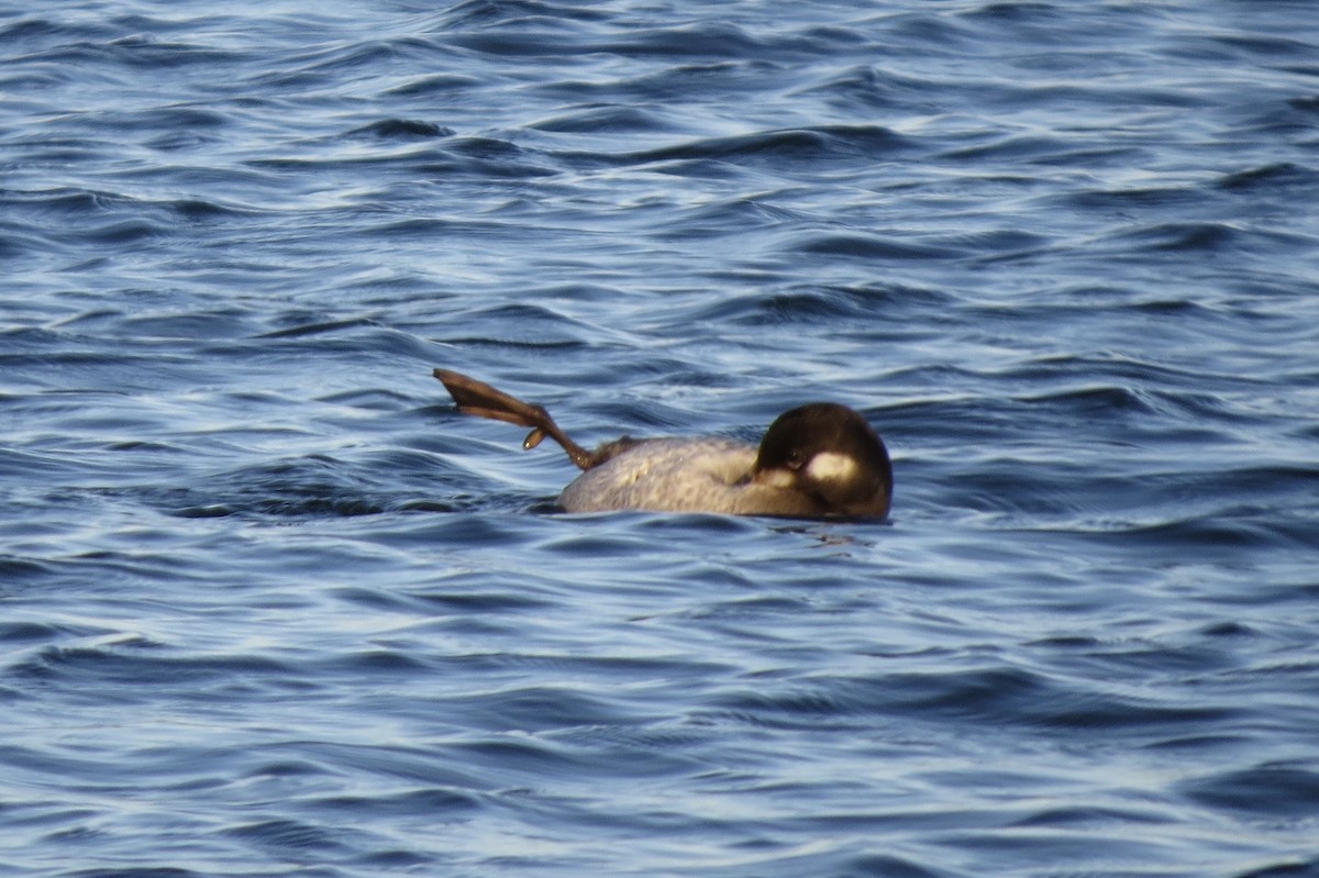 アメリカビロードキンクロ - ML645531098