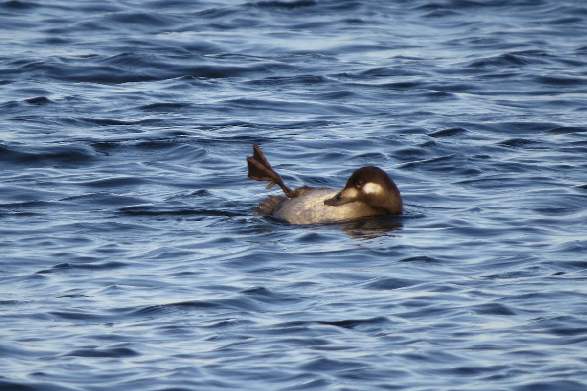 アメリカビロードキンクロ - ML645531099