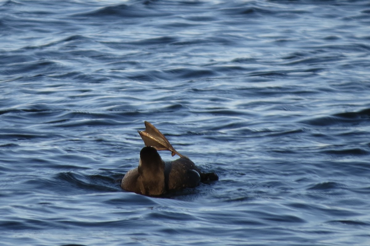 White-winged Scoter - ML645531108