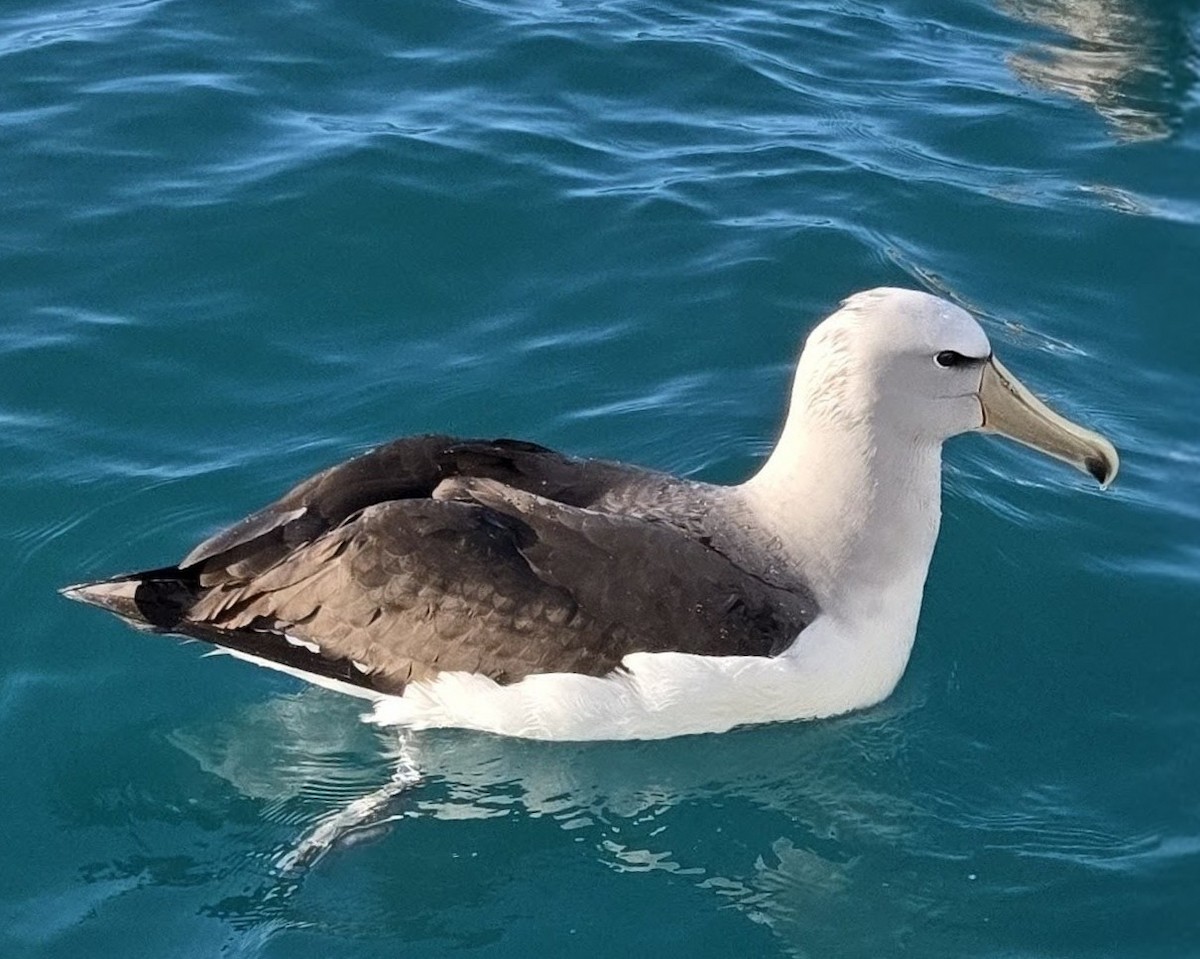 Salvin albatrosa - ML645531109