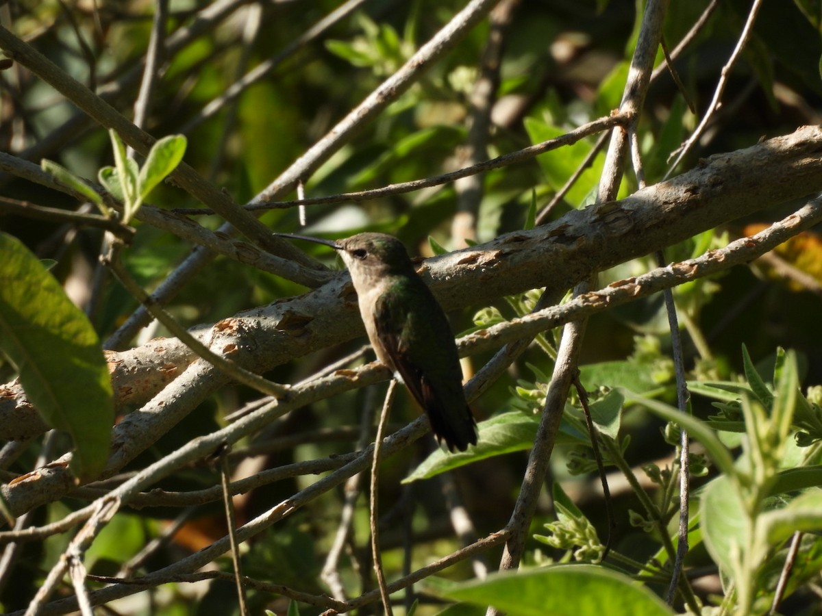 Ruby-throated/Black-chinned Hummingbird - ML645531110