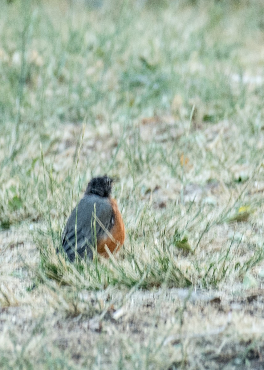 American Robin - ML645531118