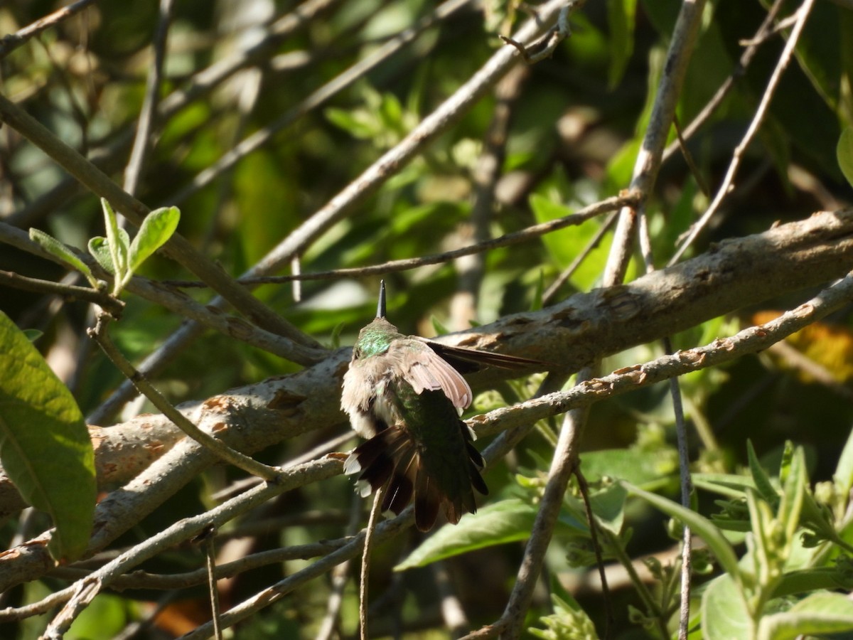 Ruby-throated/Black-chinned Hummingbird - ML645531119