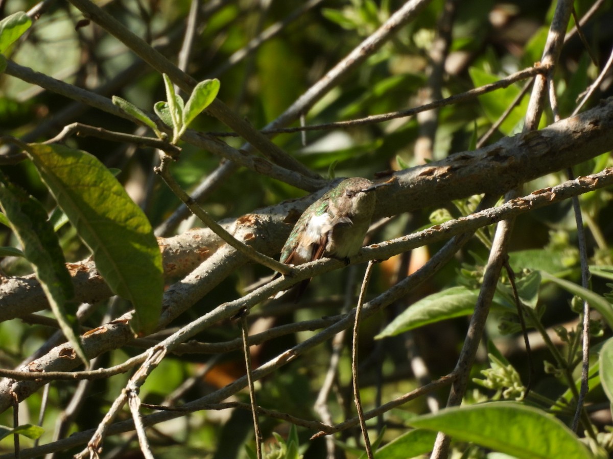 Ruby-throated/Black-chinned Hummingbird - ML645531120