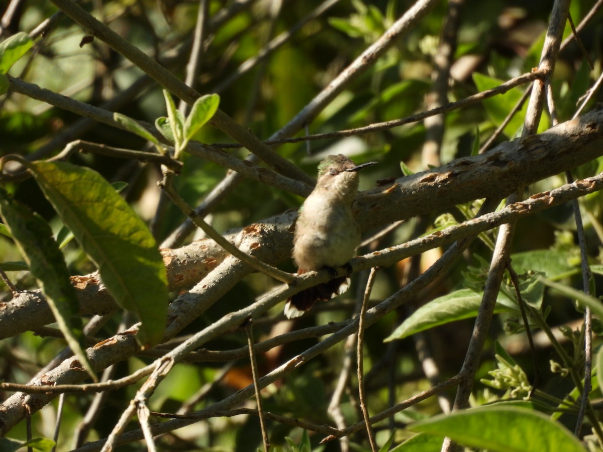 Ruby-throated/Black-chinned Hummingbird - ML645531121