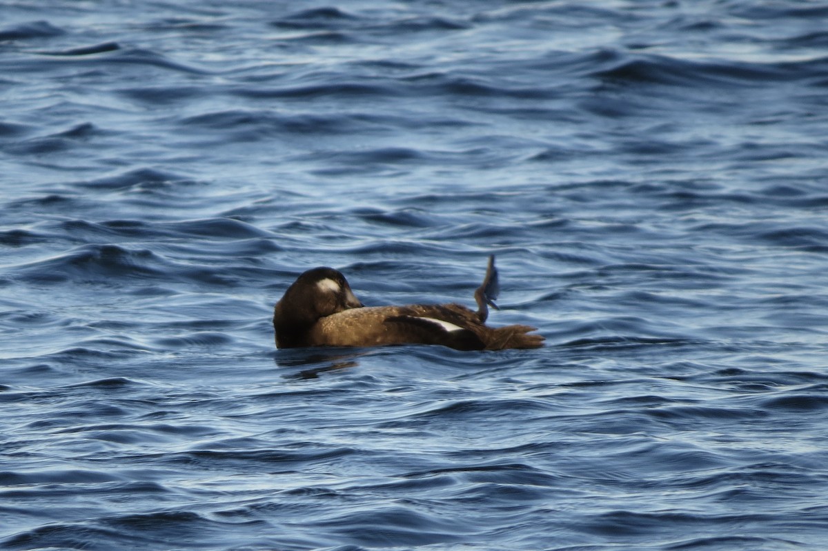 White-winged Scoter - ML645531126