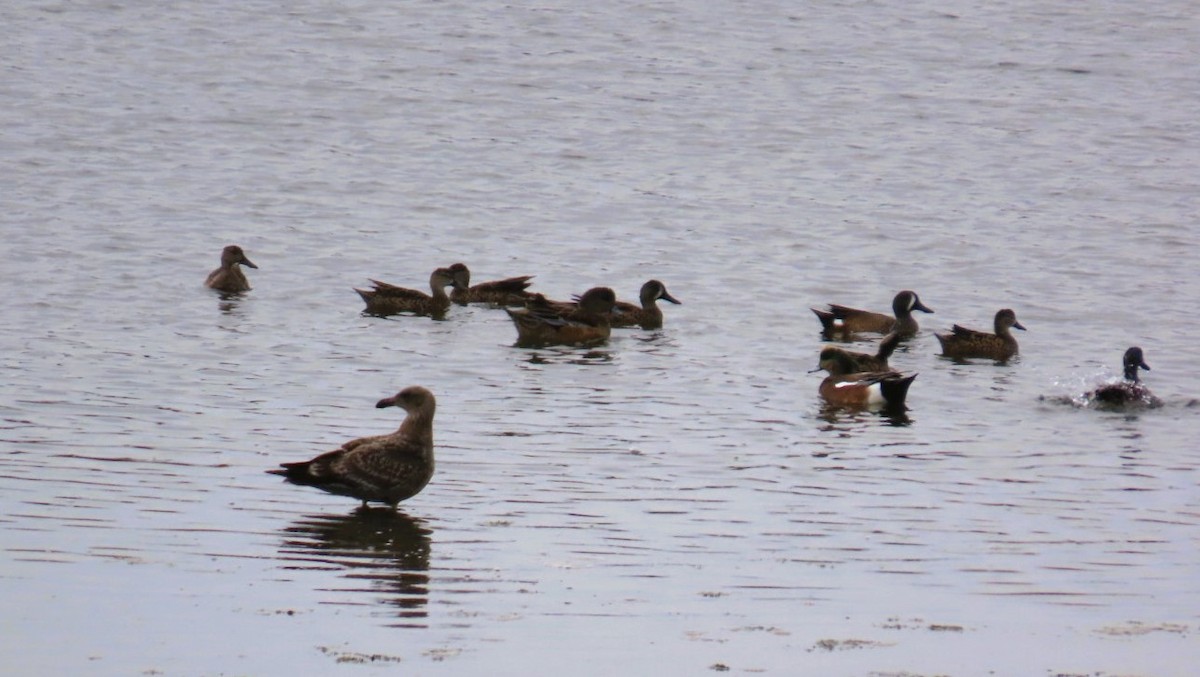 ミカヅキシマアジ - ML645531128