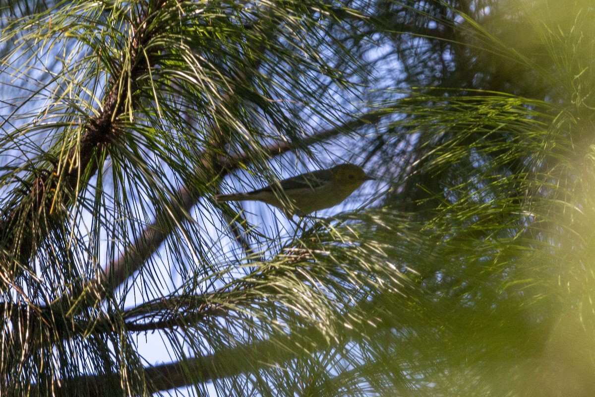 Paruline à tête jaune - ML645531129