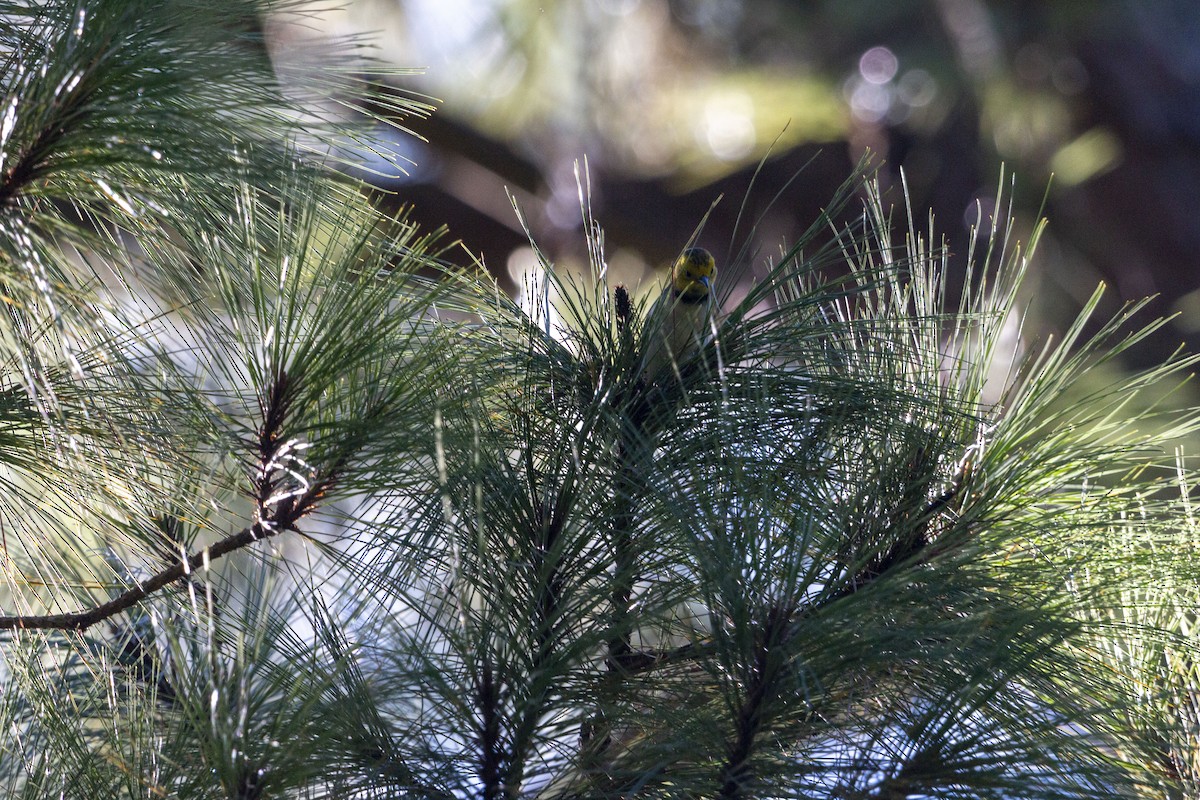 Paruline à tête jaune - ML645531131