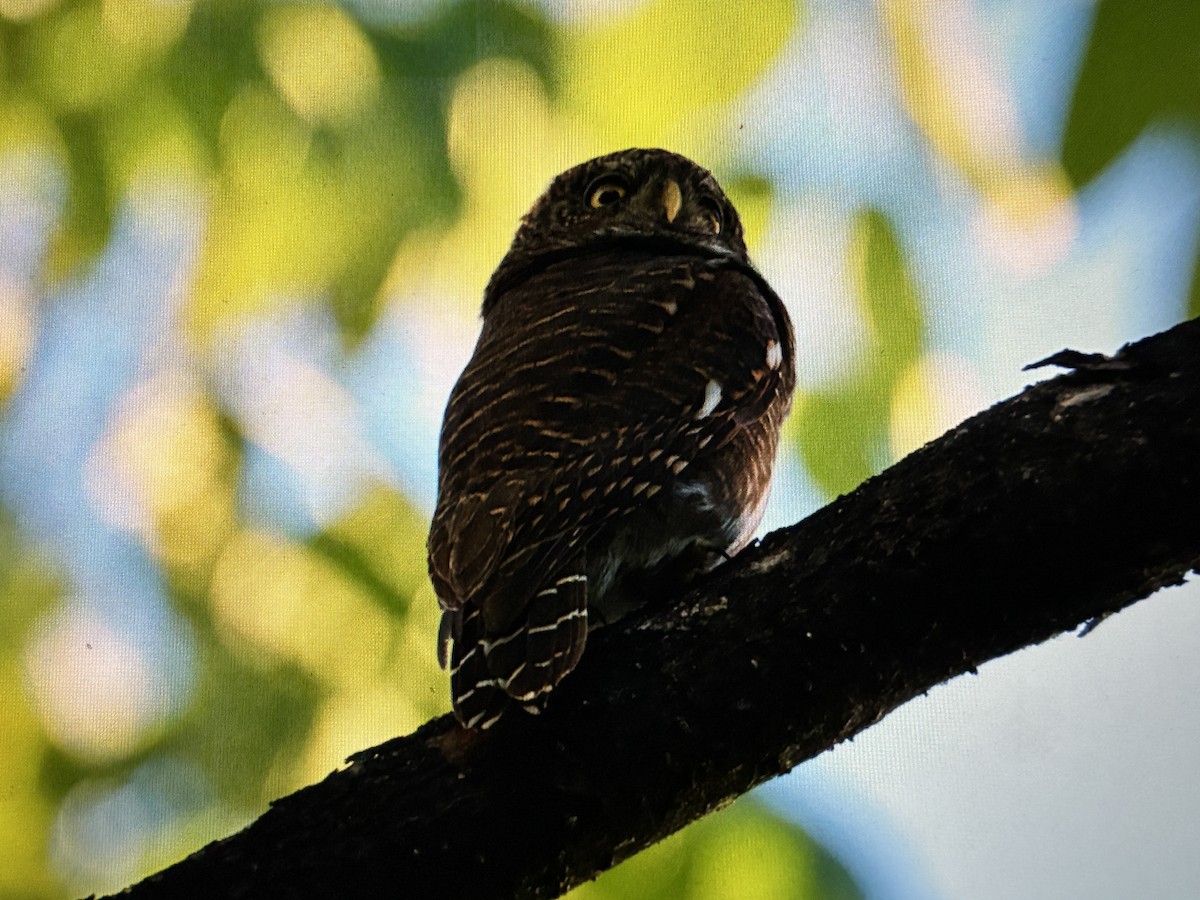 Asian Barred Owlet - ML645531132
