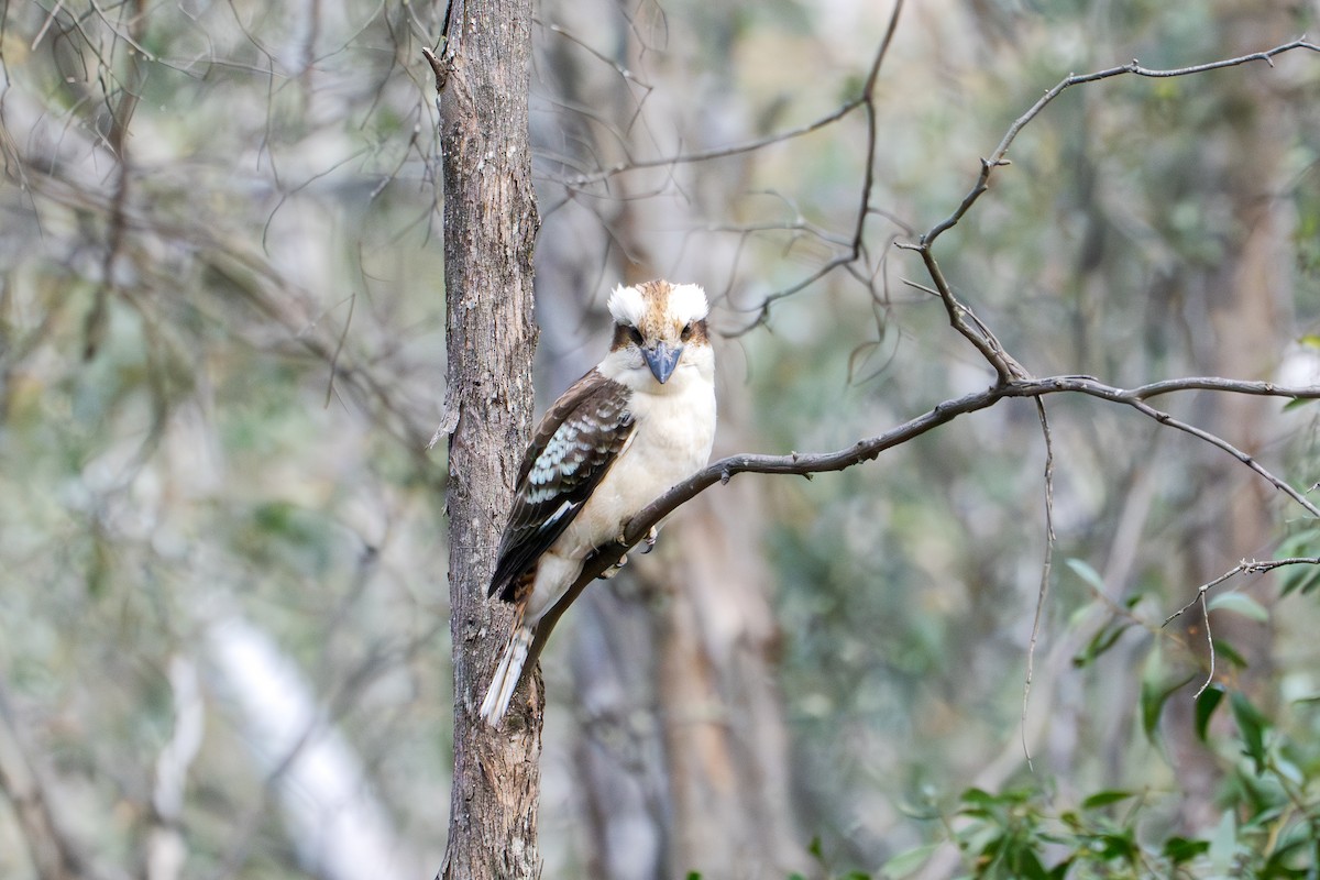 Laughing Kookaburra - ML645531134