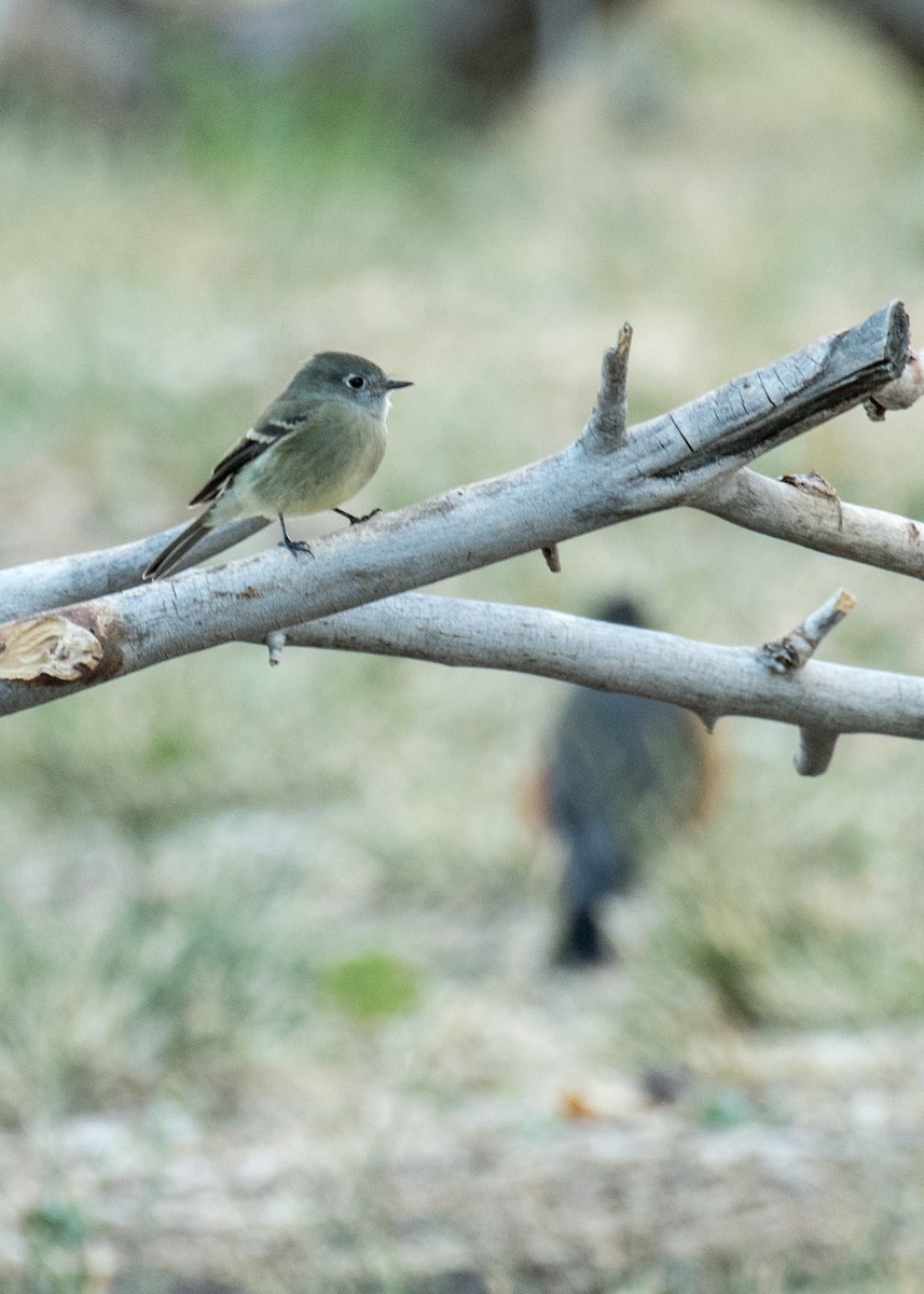 Dusky Flycatcher - ML645531136